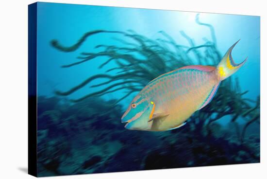 Stoplight Parrotfish Supermale-Peter Scoones-Premier Image Canvas