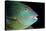 Stoplight Parrotfish-Clay Coleman-Premier Image Canvas