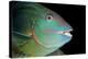 Stoplight Parrotfish-Clay Coleman-Premier Image Canvas