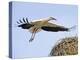 Stork Approaches its Nest in Holzen-null-Premier Image Canvas