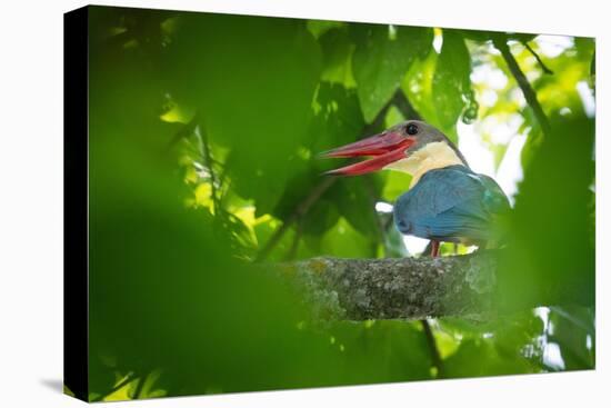 stork-billed kingfisher perched on branch with beak open-karine aigner-Premier Image Canvas