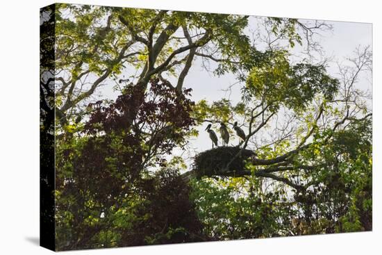 Storks with Nest on a Tree, North Rupununi, Southern Guyana-Keren Su-Premier Image Canvas