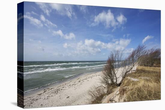 Stormy Day on the Western Beach of Darss Peninsula-Uwe Steffens-Premier Image Canvas