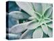 Storybook Succulent III-Jason Johnson-Premier Image Canvas