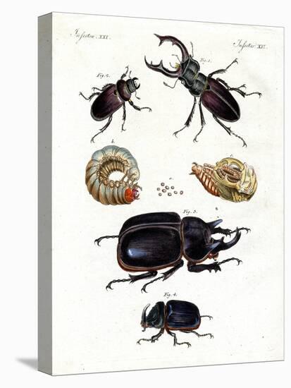 Strange Beetles-null-Premier Image Canvas