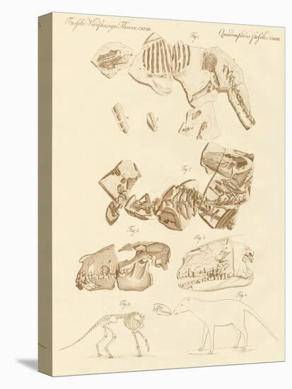 Strange Fossils of Four-Footed Animals-null-Premier Image Canvas