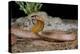 Strap-snouted brownsnake in defensive posture, Australia-Robert Valentic-Premier Image Canvas