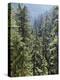 Strathcona Provincial Park, Vancouver Island, the Dense Rainforest-Christopher Talbot Frank-Premier Image Canvas