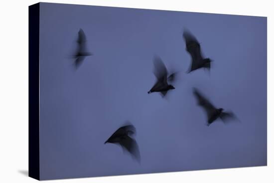 Straw-Coloured Fruit Bats (Eidolon Helvum) Leaving Roost Site at Dusk-Nick Garbutt-Premier Image Canvas