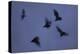 Straw-Coloured Fruit Bats (Eidolon Helvum) Leaving Roost Site at Dusk-Nick Garbutt-Premier Image Canvas