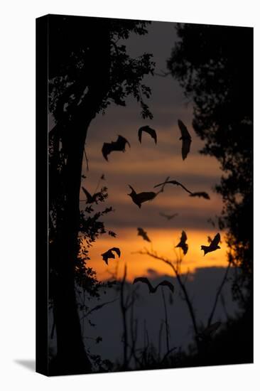 Straw-Coloured Fruit Bats (Eidolon Helvum) Returning To Daytime Roost At Dawn-Nick Garbutt-Premier Image Canvas