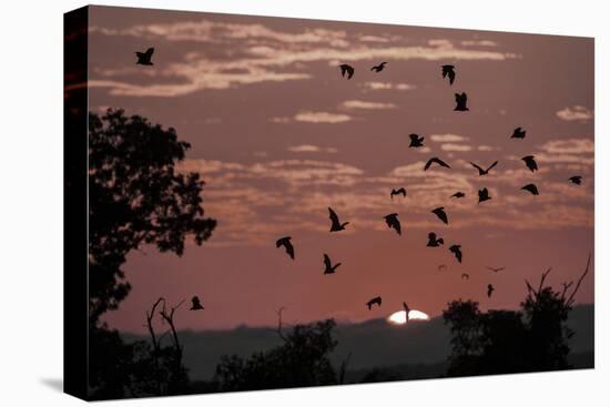 Straw-Coloured Fruit Bats (Eidolon Helvum) Returning to Daytime Roost at Sunrise-Nick Garbutt-Premier Image Canvas