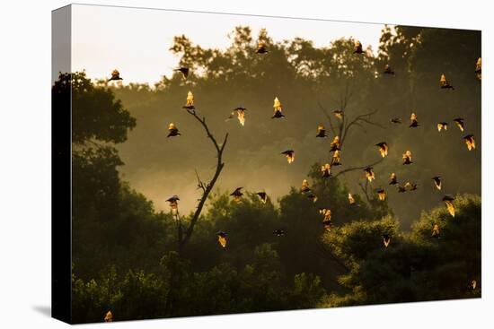 Straw-Coloured Fruit Bats (Eidolon Helvum) Returning To Daytime Roost At Sunrise-Nick Garbutt-Premier Image Canvas