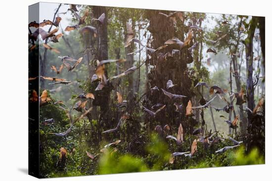 Straw-Coloured Fruit Bats (Eidolon Helvum) Returning To Daytime Roost At Sunrise-Nick Garbutt-Premier Image Canvas