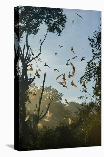 Straw-Coloured Fruit Bats (Eidolon Helvum)-Nick Garbutt-Premier Image Canvas