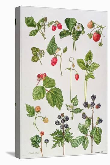 Strawberries, Raspberries and Other Edible Berries-Elizabeth Rice-Premier Image Canvas