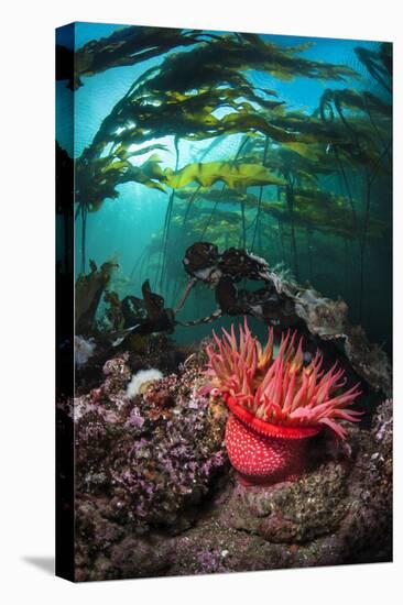 Strawberry Anemone (Utricina Lofotensis) Grows Beneath Bull Kelp Forest (Nereocystis Luetkeana)-Alex Mustard-Premier Image Canvas