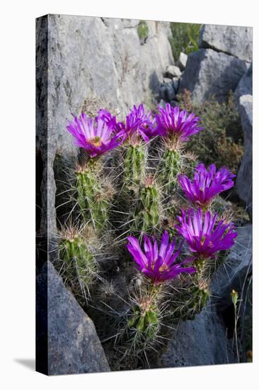 Strawberry Cactus or Pitaya Blooming in Rocky Desert Ledge-Larry Ditto-Premier Image Canvas