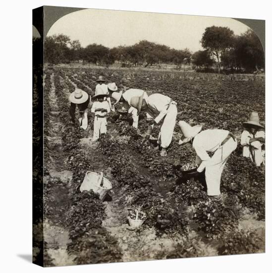 Strawberry Field, Irapuato, Mexico-Underwood & Underwood-Premier Image Canvas