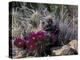 Strawberry Hedgehog, Saguaro National Park, Arizona, USA-Kristin Mosher-Premier Image Canvas