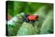 Strawberry Poison-Arrrow Frog, Red-And-Blue Poison-Arrow Frog, Flaming Poison-Arrow Frog, Blue Jean-null-Premier Image Canvas