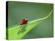 Strawberry Poison Dart Arrow Frog on Leaf, Costa Rica-Edwin Giesbers-Premier Image Canvas