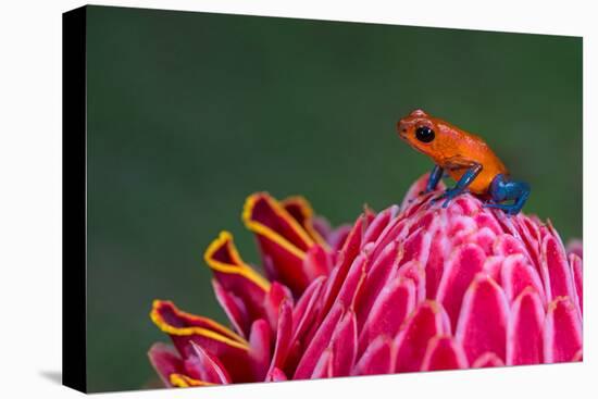 Strawberry Poison-Dart Frog (Oophaga Pumilio), Sarapiqui, Costa Rica-null-Stretched Canvas