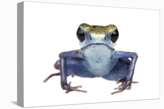 Strawberry Poison Frog (Oophaga Pumilio) Escudo De Veraguas, Panama. Meetyourneighbours. Net Projec-Jp Lawrence-Premier Image Canvas