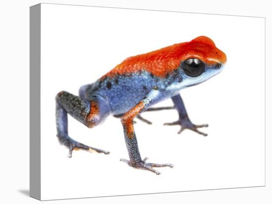 Strawberry Poison Frog (Oophaga Pumilio) Escudo De Veraguas, Panama. Meetyourneighbours.Net Project-Jp Lawrence-Premier Image Canvas