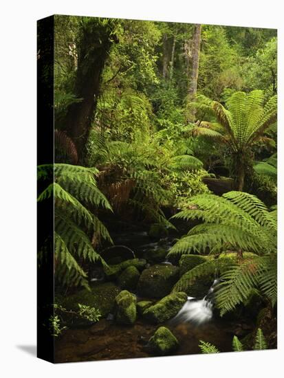 Stream and Tree Ferns, Mount Field National Park, UNESCO World Heritage Site, Tasmania, Australia-Jochen Schlenker-Premier Image Canvas