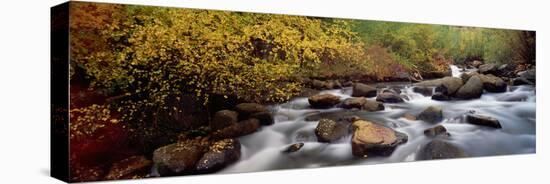 Stream Flowing Through a Forest-null-Premier Image Canvas