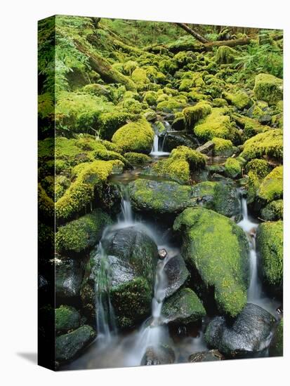 Stream Flowing Through Moss Covered Rocks-Darrell Gulin-Premier Image Canvas