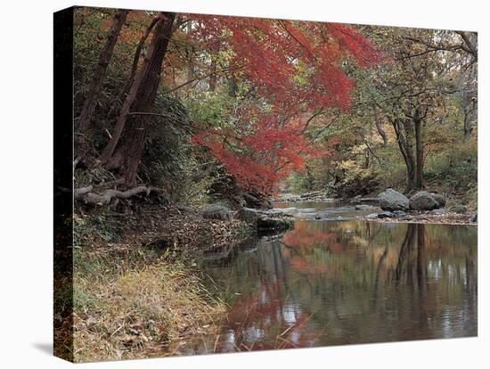 Stream Flowing Through the Woods-null-Premier Image Canvas