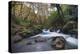 Stream Flowing Through Woodland in England-Clive Nolan-Premier Image Canvas