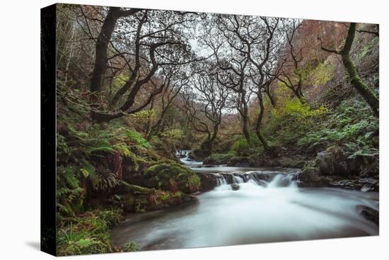 Stream Flowing Through Woodland in England-Clive Nolan-Premier Image Canvas