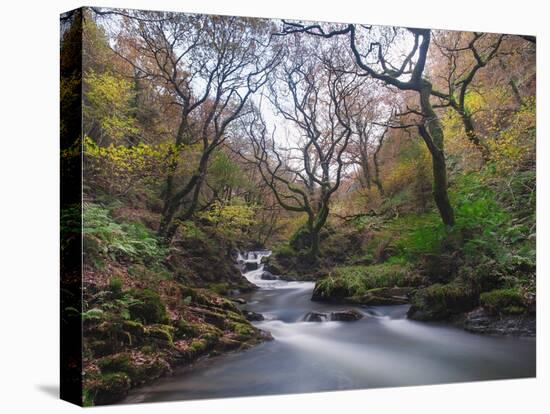 Stream Flowing Through Woodland in England-Clive Nolan-Premier Image Canvas