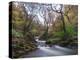 Stream Flowing Through Woodland in England-Clive Nolan-Premier Image Canvas