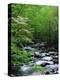 Stream in Lush Forest-Ron Watts-Premier Image Canvas