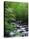 Stream in Lush Forest-Ron Watts-Premier Image Canvas