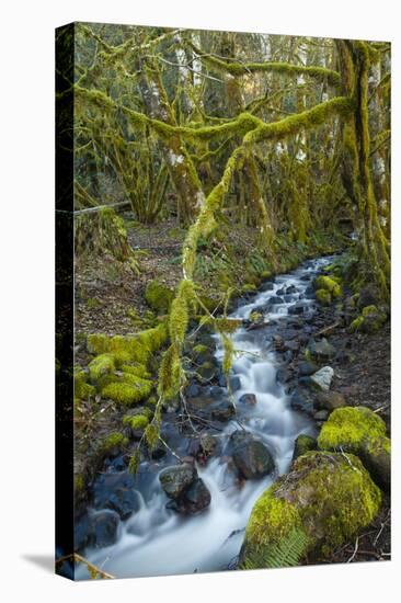 Stream in the rainforest near Alice Lake Provincial Park. Squamish, British Columbia, Canada.-Kristin Piljay-Premier Image Canvas