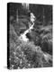 Stream Lined with Bitter Cress, Mountain Bluebells, Colorado, USA-Adam Jones-Premier Image Canvas