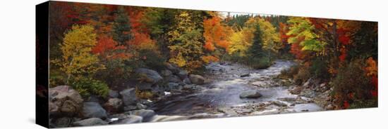 Stream with Trees in a Forest in Autumn, Nova Scotia, Canada-null-Premier Image Canvas