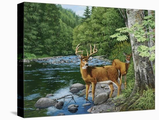 Streamside - White Tail Deer-William Vanderdasson-Premier Image Canvas