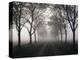 Street, Avenue, Fog, Autumn-Thonig-Premier Image Canvas