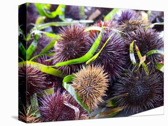 Street Market Stall with Sea Urchins Oursin, Sanary, Var, Cote d'Azur, France-Per Karlsson-Premier Image Canvas