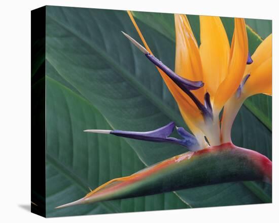 Strelitzia II-Danny Burk-Stretched Canvas