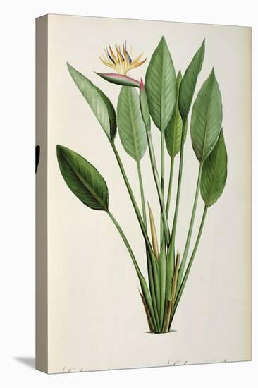 Strelitzia Reginae, from 'Les Strelitziaceae'-Pierre-Joseph Redouté-Premier Image Canvas