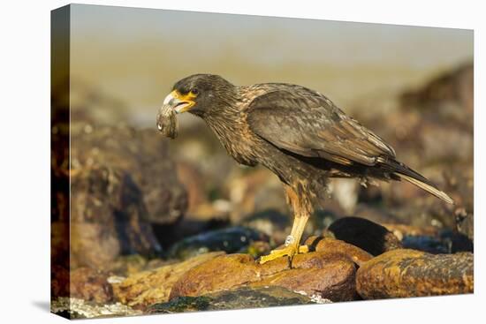 Striated Caracara-Joe McDonald-Premier Image Canvas