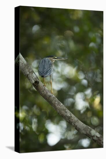 Striated Heron-Joe McDonald-Premier Image Canvas