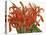 Striking Coral Botanicals I-Curtis-Stretched Canvas